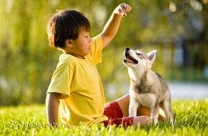 Дрессировка кли-кая