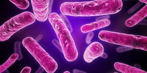 Граммположительные бактерии