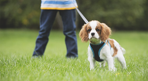 Как помочь щенку привыкнуть к поводку