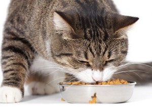 Кошка за обедом