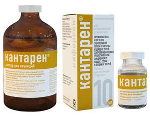 Как использовать кантарен