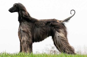 Содержание породы