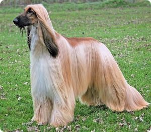 Как ухаживать за породой