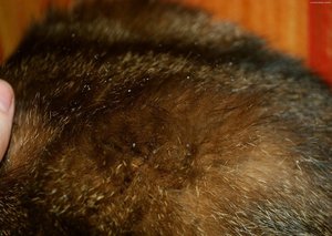 Как проявляется перхоть у собак