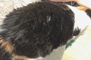 Перхоть у собак и кошек