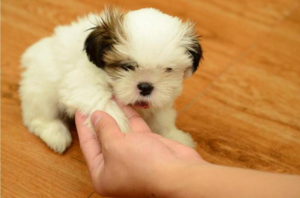 Щенки до полугода уже хорошо поддаются обучению