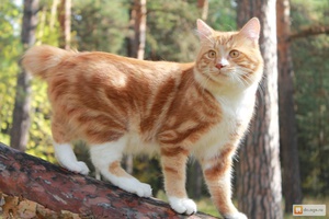 История породы котиков-бобтейлов с Курильских островов