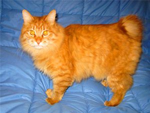 Курильский бобтейл с хвостиком-пеньком