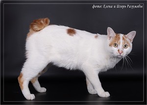 Курильский бобтейл с хвостиком-спиралькой фото