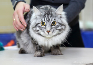 Курильский бобтейл и хозяин