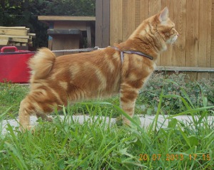 Курильский бобтейл на поводке гуляет по городу