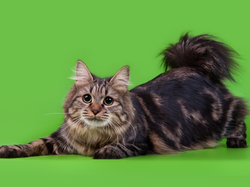 Курильский бобтейл мраморной расцветки