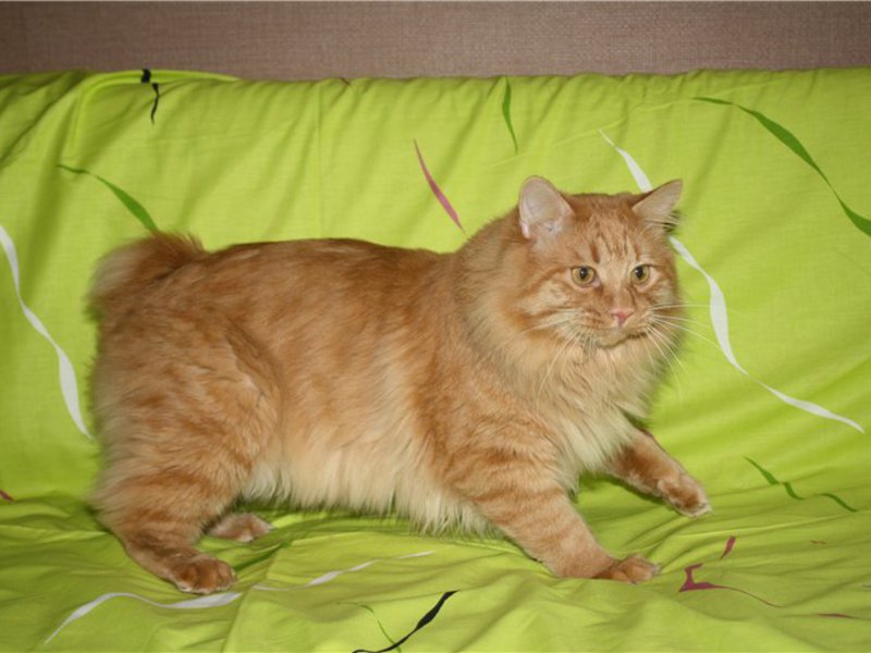 Курильский бобтейл отдыхает на кровати