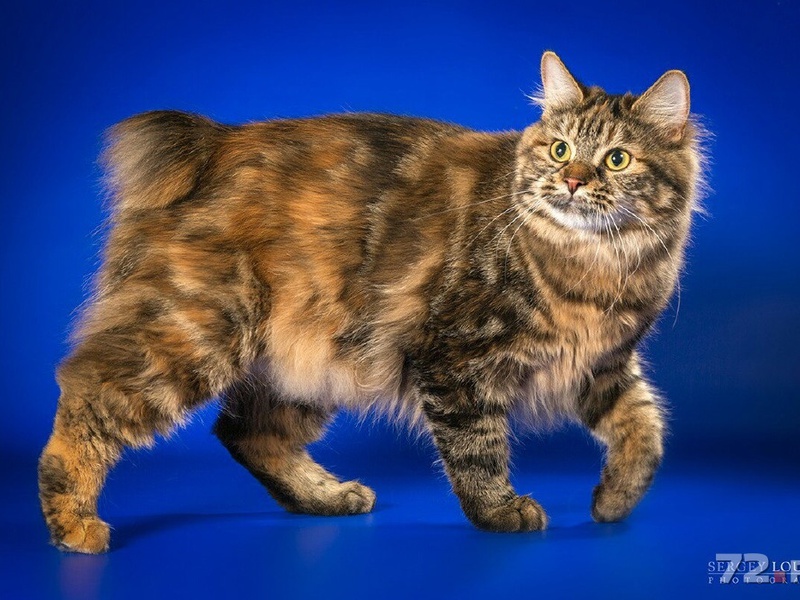 Курильский бобтейл многоцветный