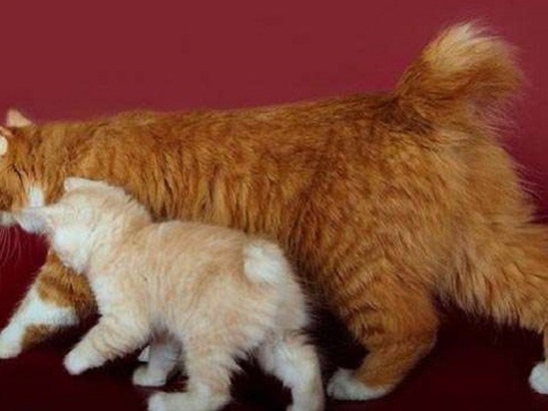 Семья курильских бобтейлов