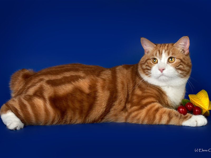 Рыжий курилец мраморного окраса