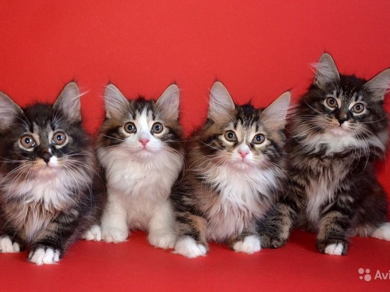 Милые курильские котята-бобтейлы 