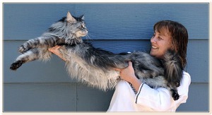 Большущий домашний кот