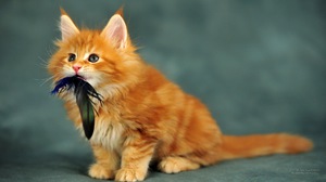 Небольшой котёнок породы мейн-кун