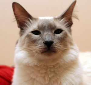 Внешность домашних балинезов