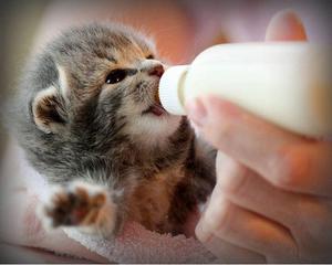 Как кормить месячного котенка