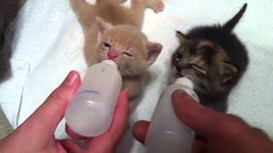 Как правильно кормить котят