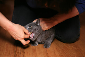 Таблетки кошке