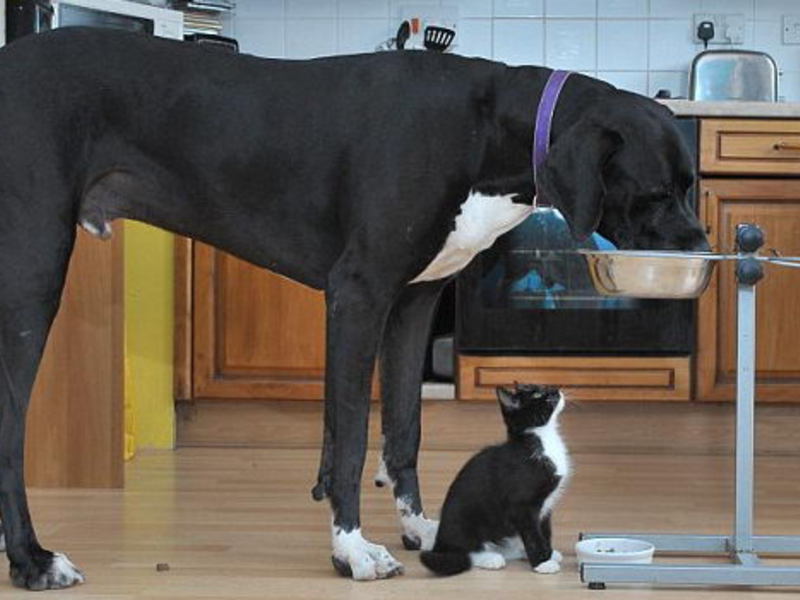 Породы больших собак