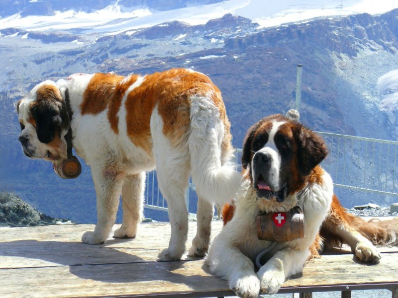 Самые крупные породы собак в мире