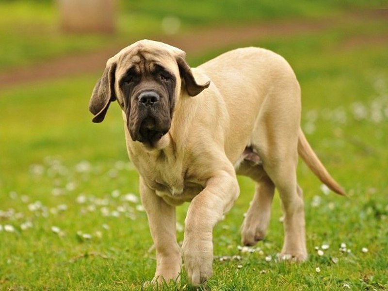 Рацион собаки