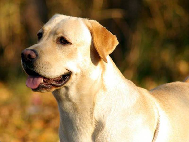 Гигантская собака