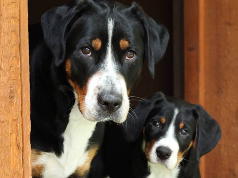 Самые крупные собаки в мире