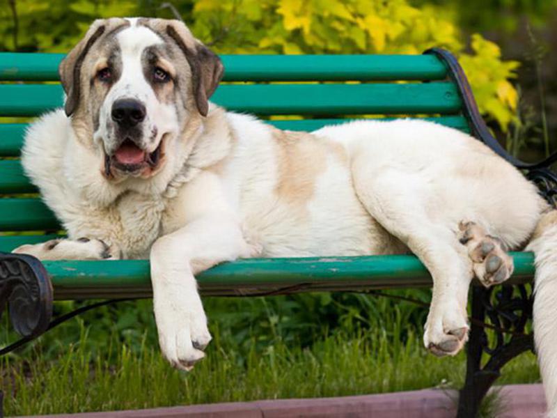 Рацион собаки