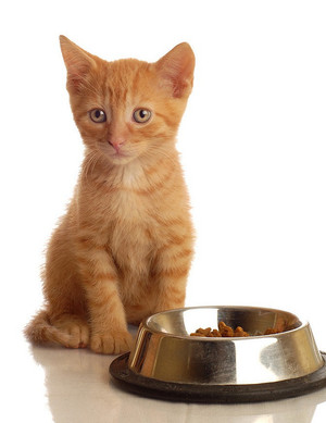 Питание маленьких котят