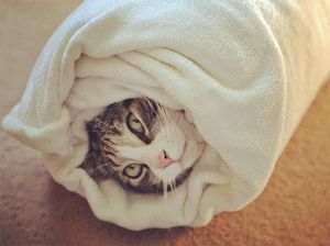 Как давать таблетки кошке