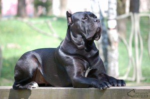 Воспитание щенков Кане корса