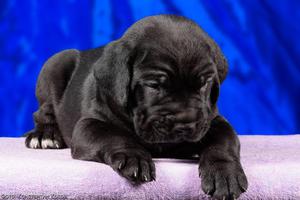 Характер собак кане-корсо