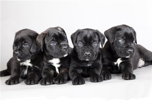 Выбор щенка породы кане-корсо