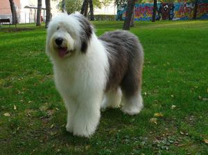 Бобтейл - большая и добрая собака