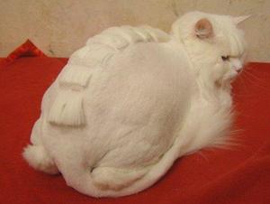 Рекомендации по стрижке котов