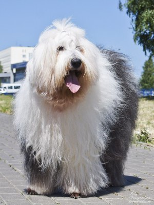 Бобтейлы, староанглийские овчарки на выставке