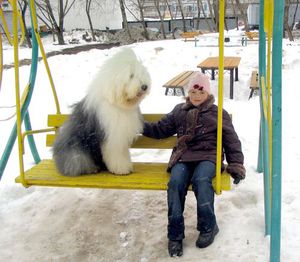 Щенок бобтейла