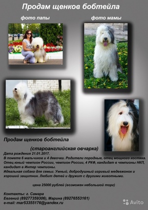 Английские кинологи называют староанглийских овчарок, или бобтейлов