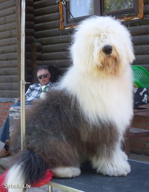 Английские собаки породы бобтейл