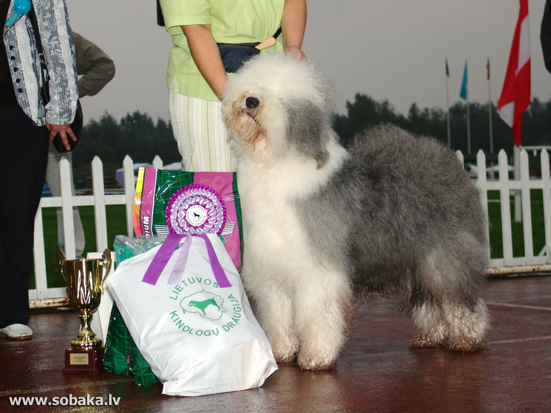 Собака бобтейл Собака бобтейл: щенокстароанглийской овчарки