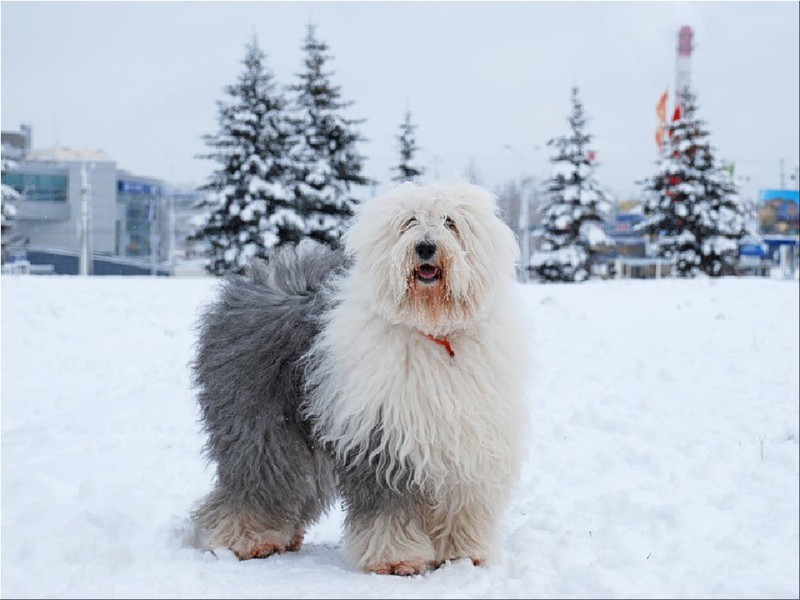 Бобтейл - большая и добрая собака Собакчки бобтейл-красота