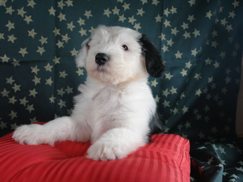 Бобтейл, Щенок Бобтейл - большая и добрая собака