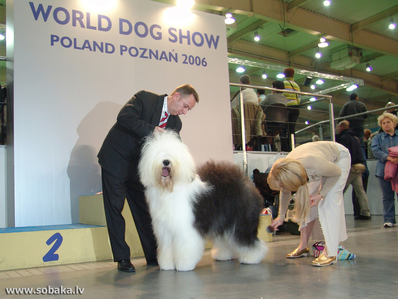 Бобтейл на выставке Бобтейл - гордость хозяина