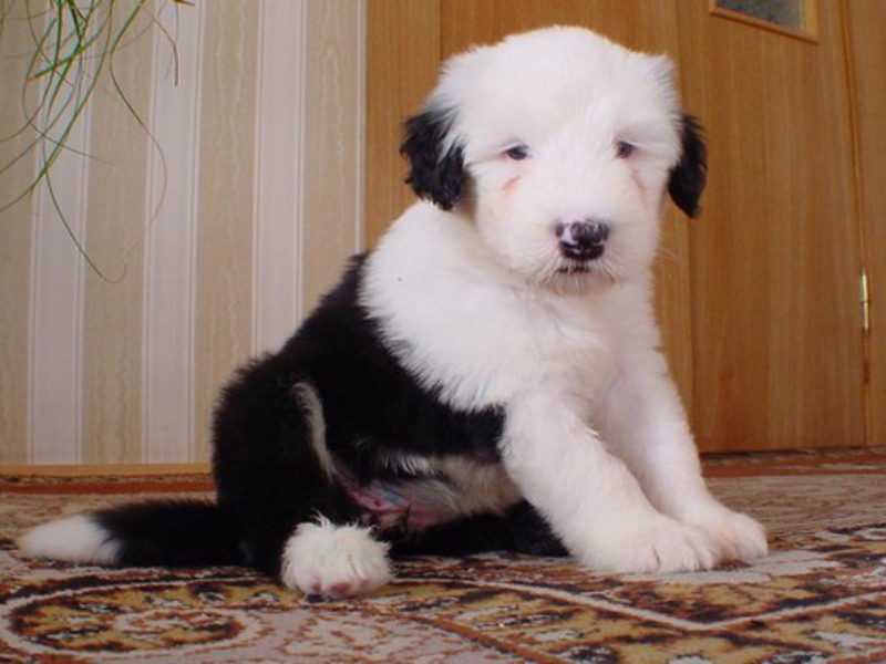 Щенки бобтейла (староанглийской овчарки) Бобтейл -наилучшая порода