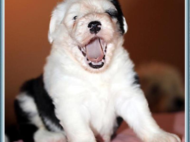 Высокопородные щенки бобтейла, Щенки бобтейла (староанглийской овчарки)